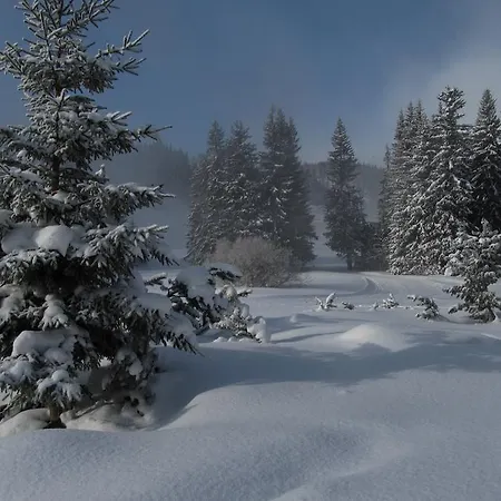 - Crocus 219 * Štrbské Pleso