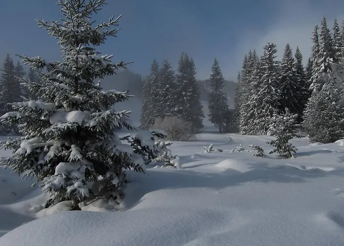 - Crocus 219 * Štrbské Pleso